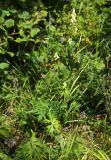 Aconitum kirinense