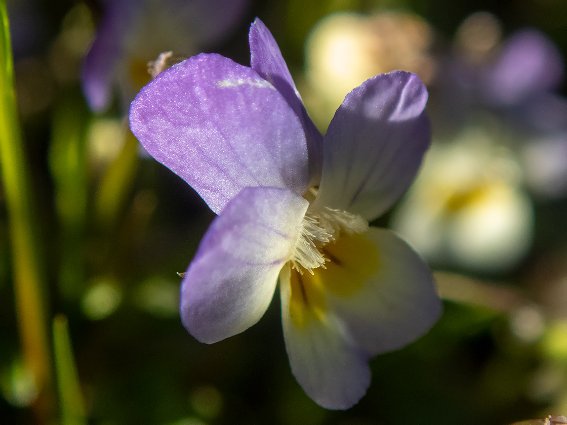 Изображение особи Viola tricolor.