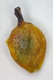 Arthrophytum balchaschense