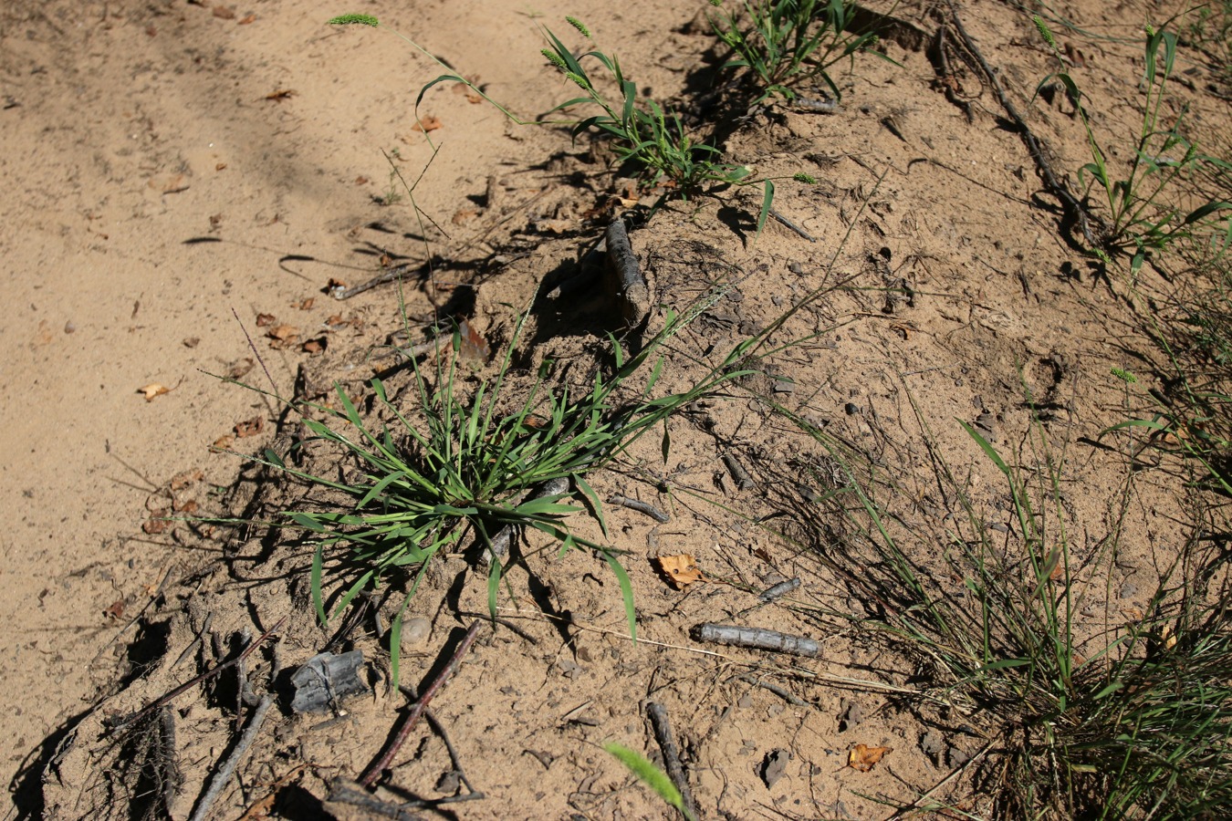 Image of Digitaria ischaemum specimen.