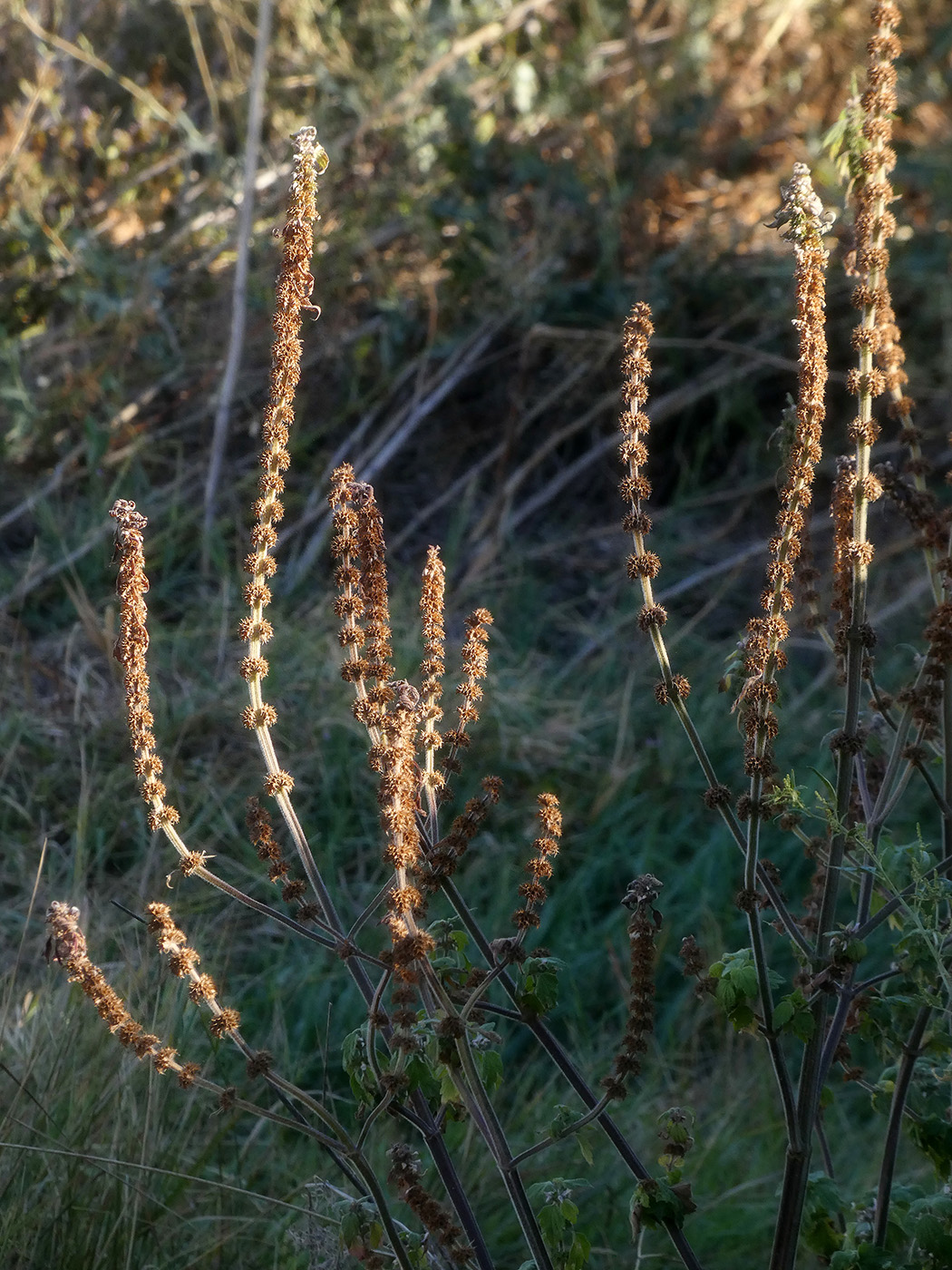 Image of familia Lamiaceae specimen.