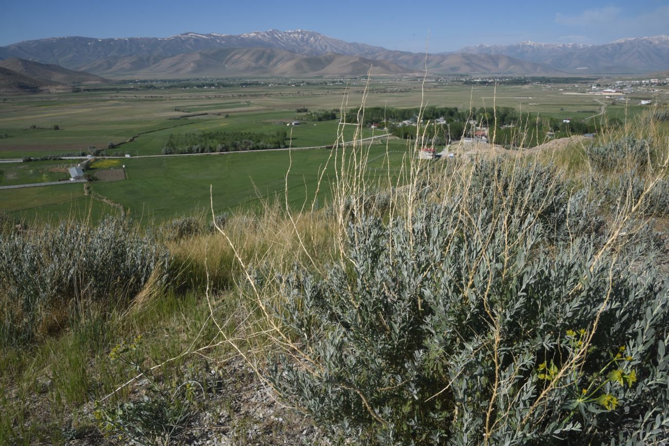 Изображение особи род Krascheninnikovia.