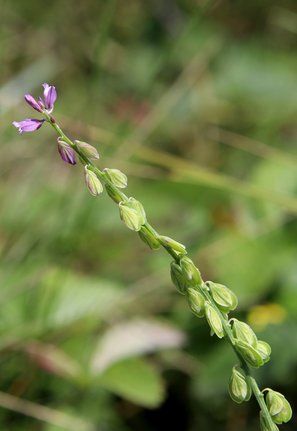 Изображение особи Polygala comosa.