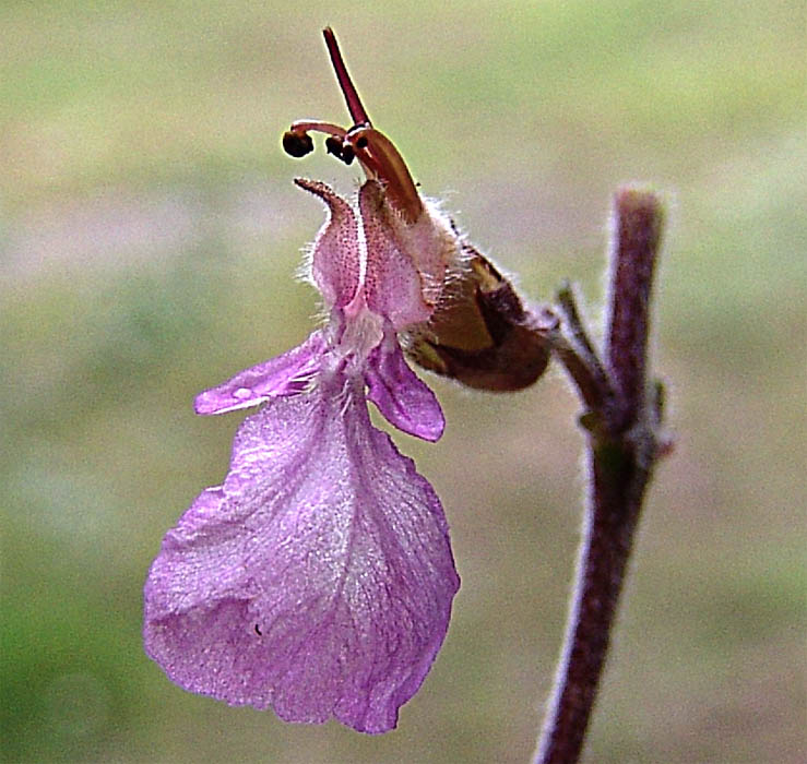 Изображение особи Teucrium chamaedrys.