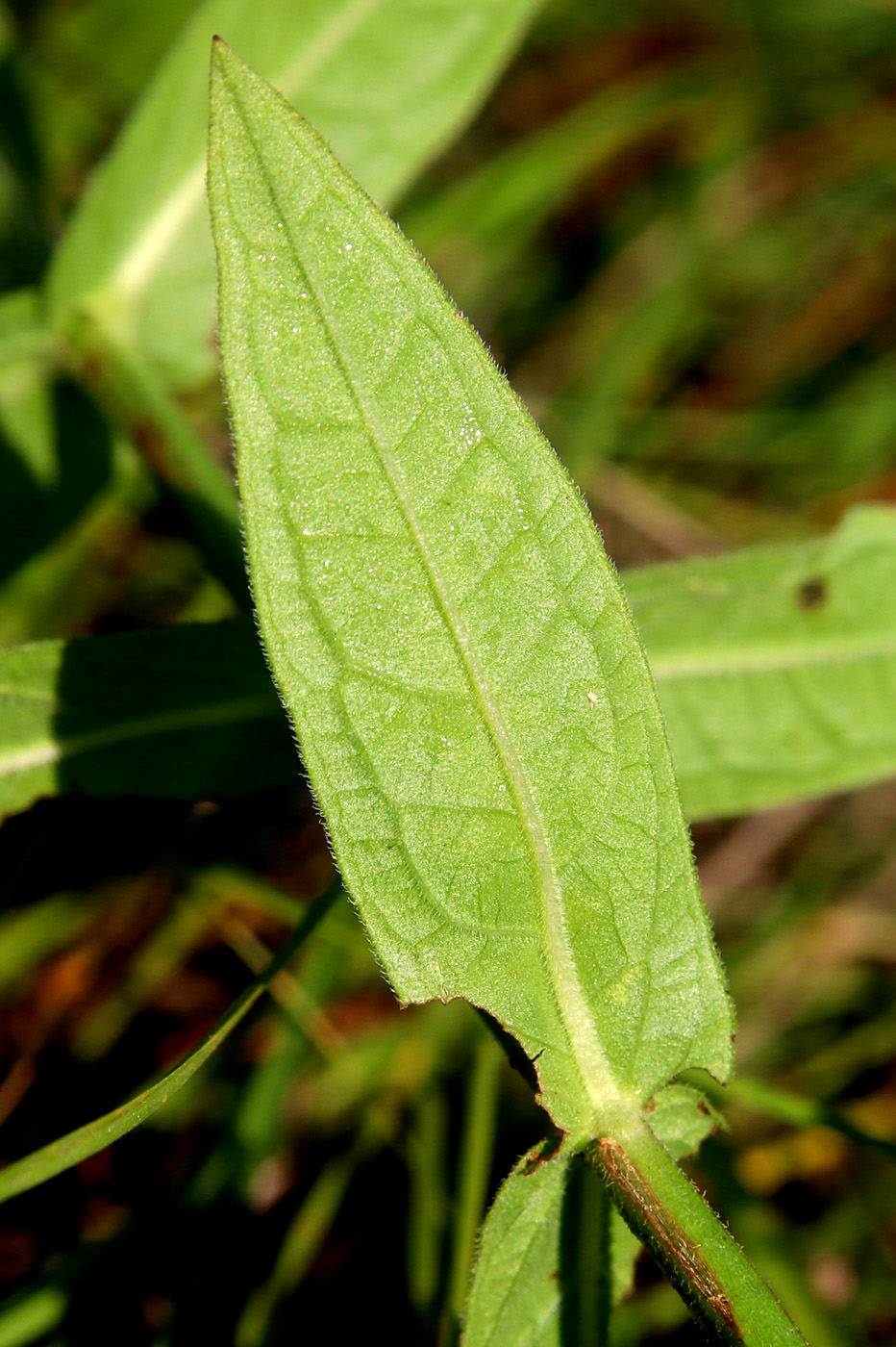 Image of Lythrum salicaria specimen.