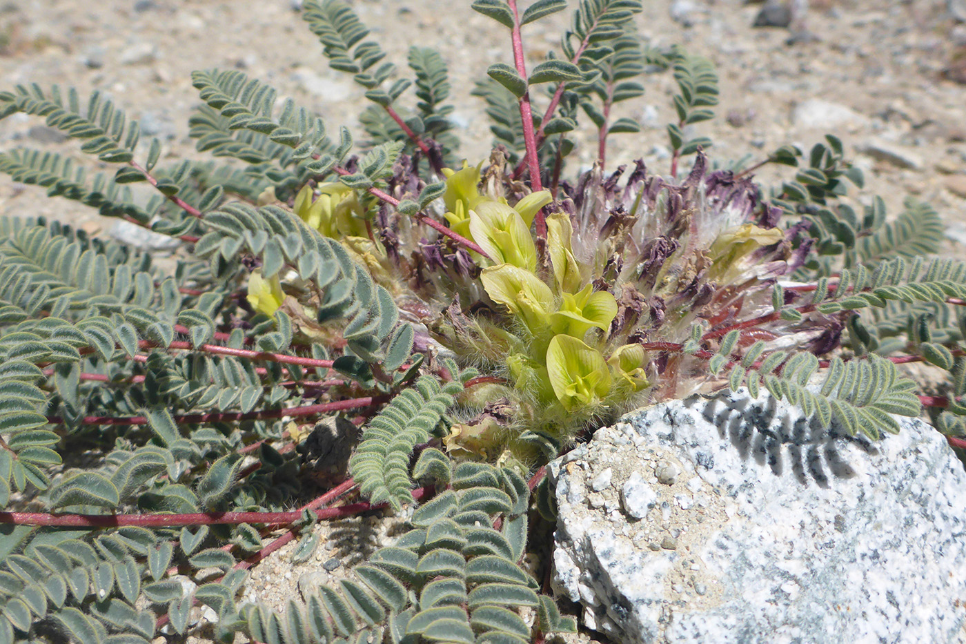 Image of genus Astragalus specimen.
