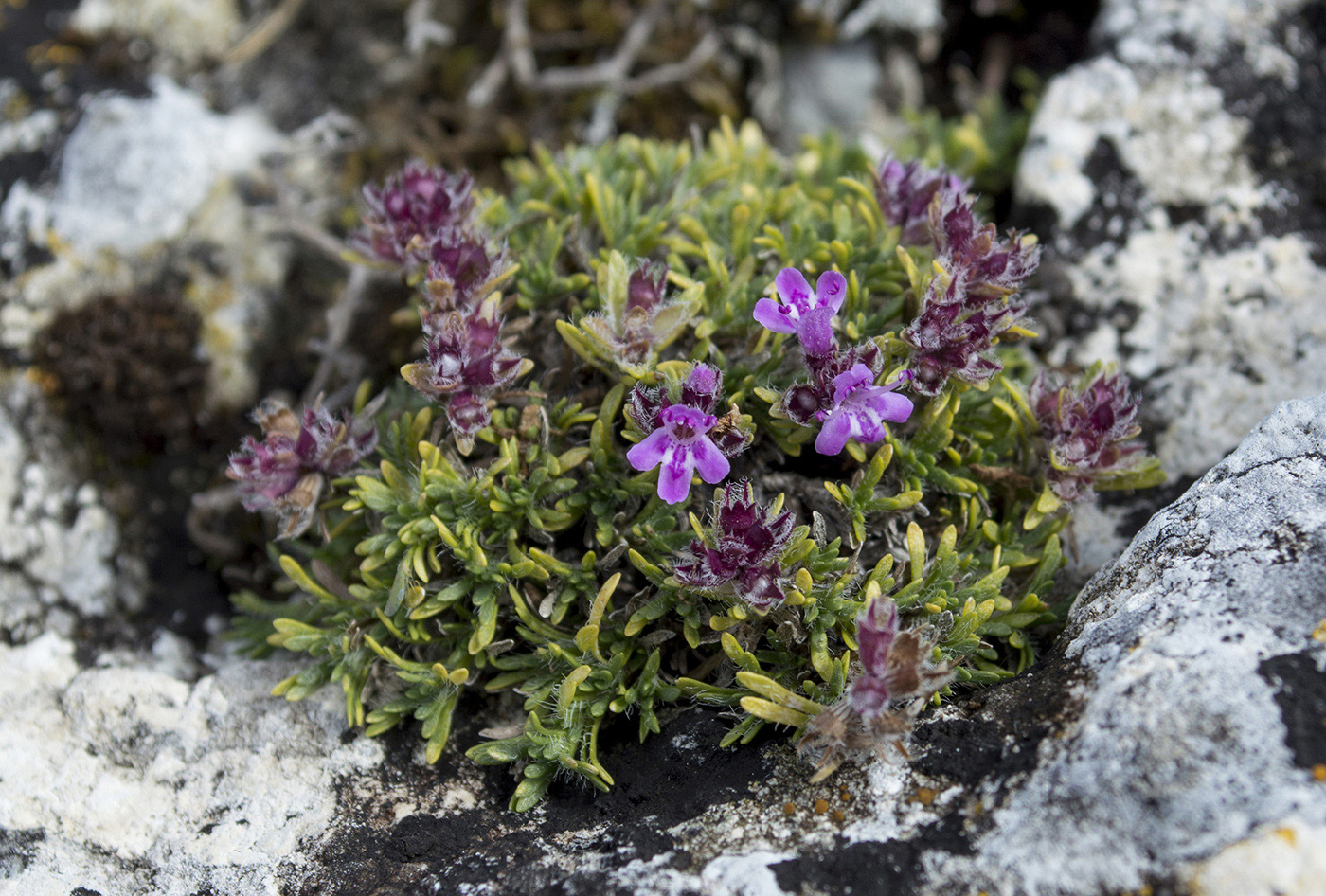 Изображение особи Thymus majkopensis.