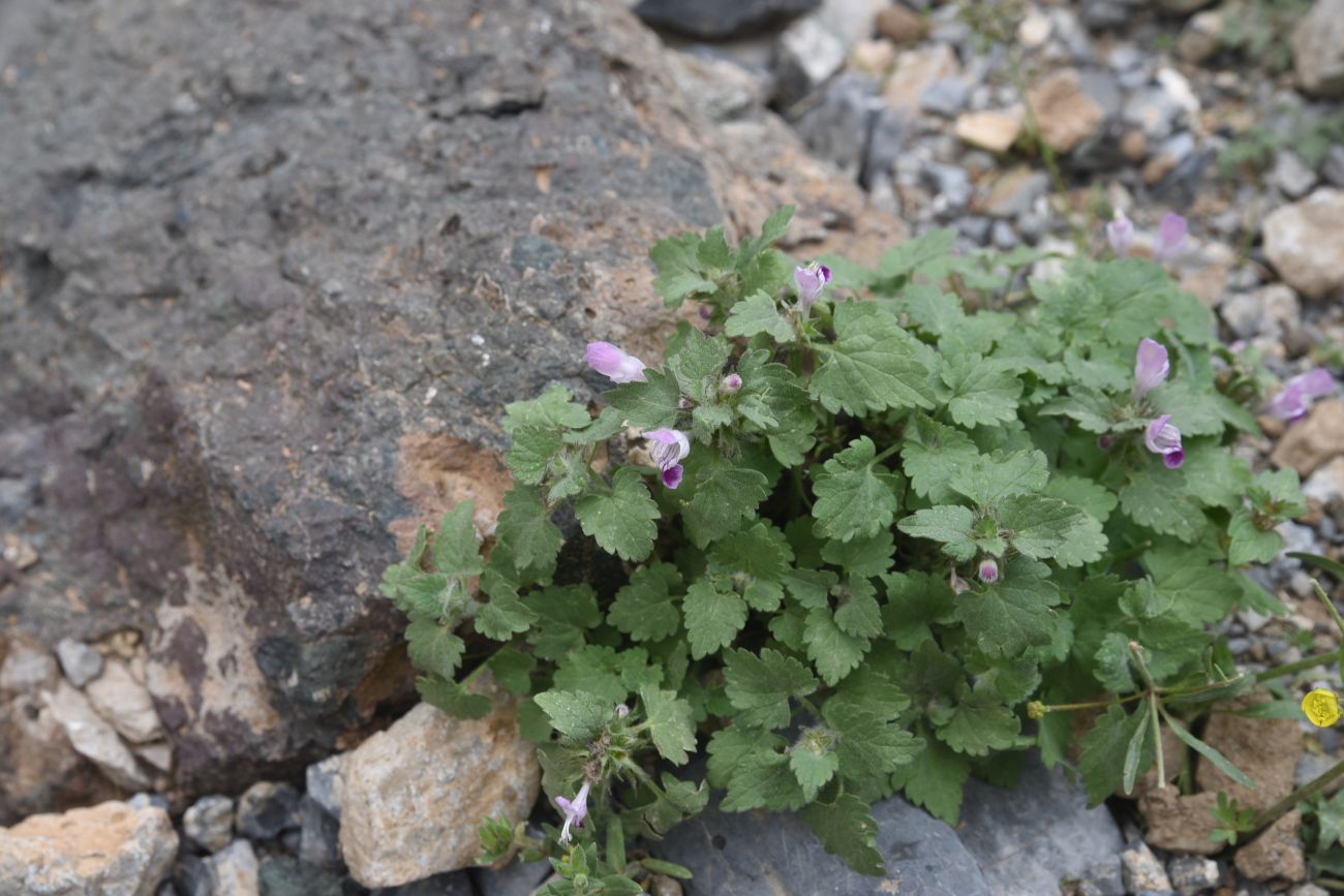 Image of Lamium maculatum specimen.