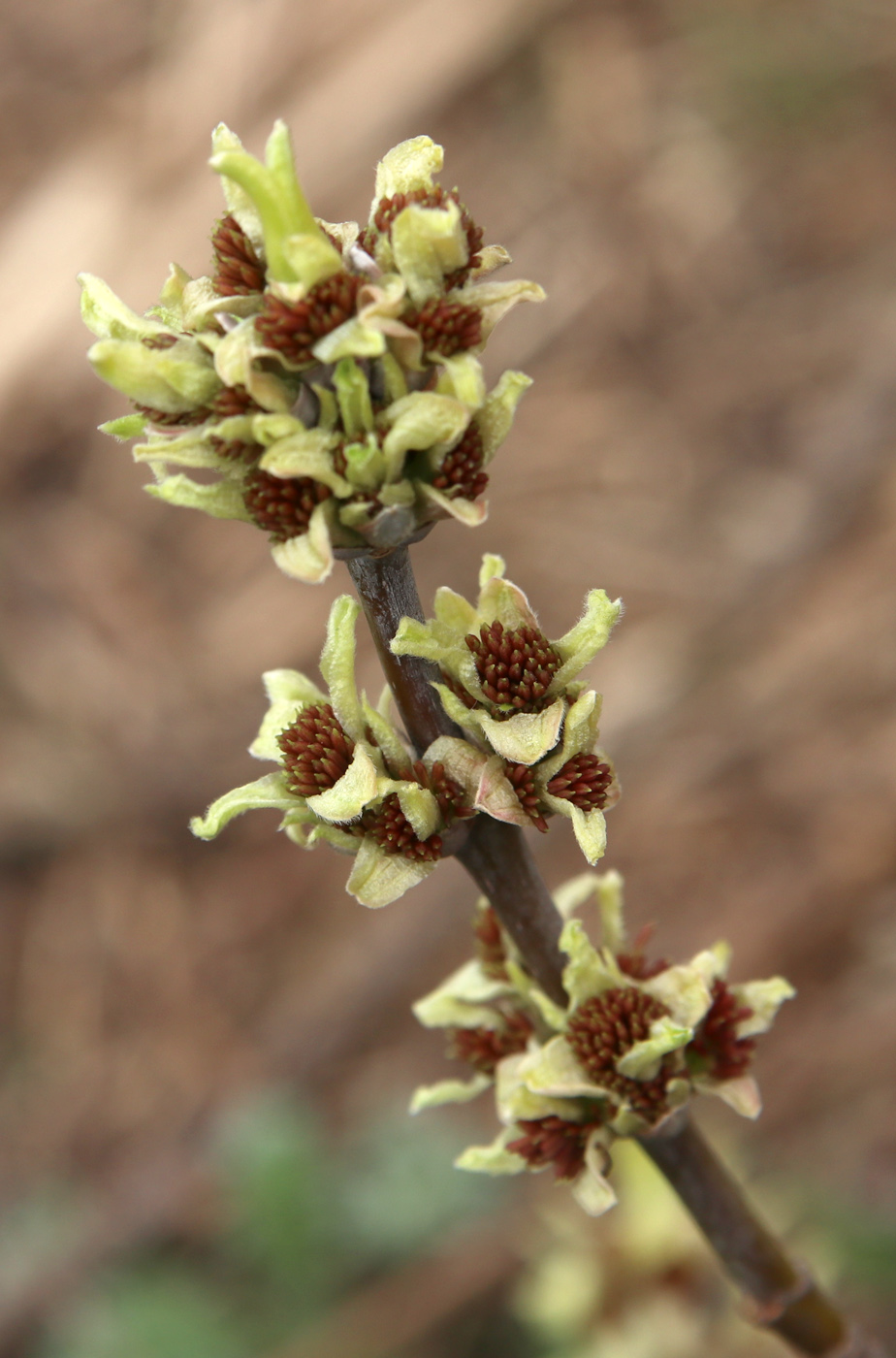 Изображение особи Acer negundo.