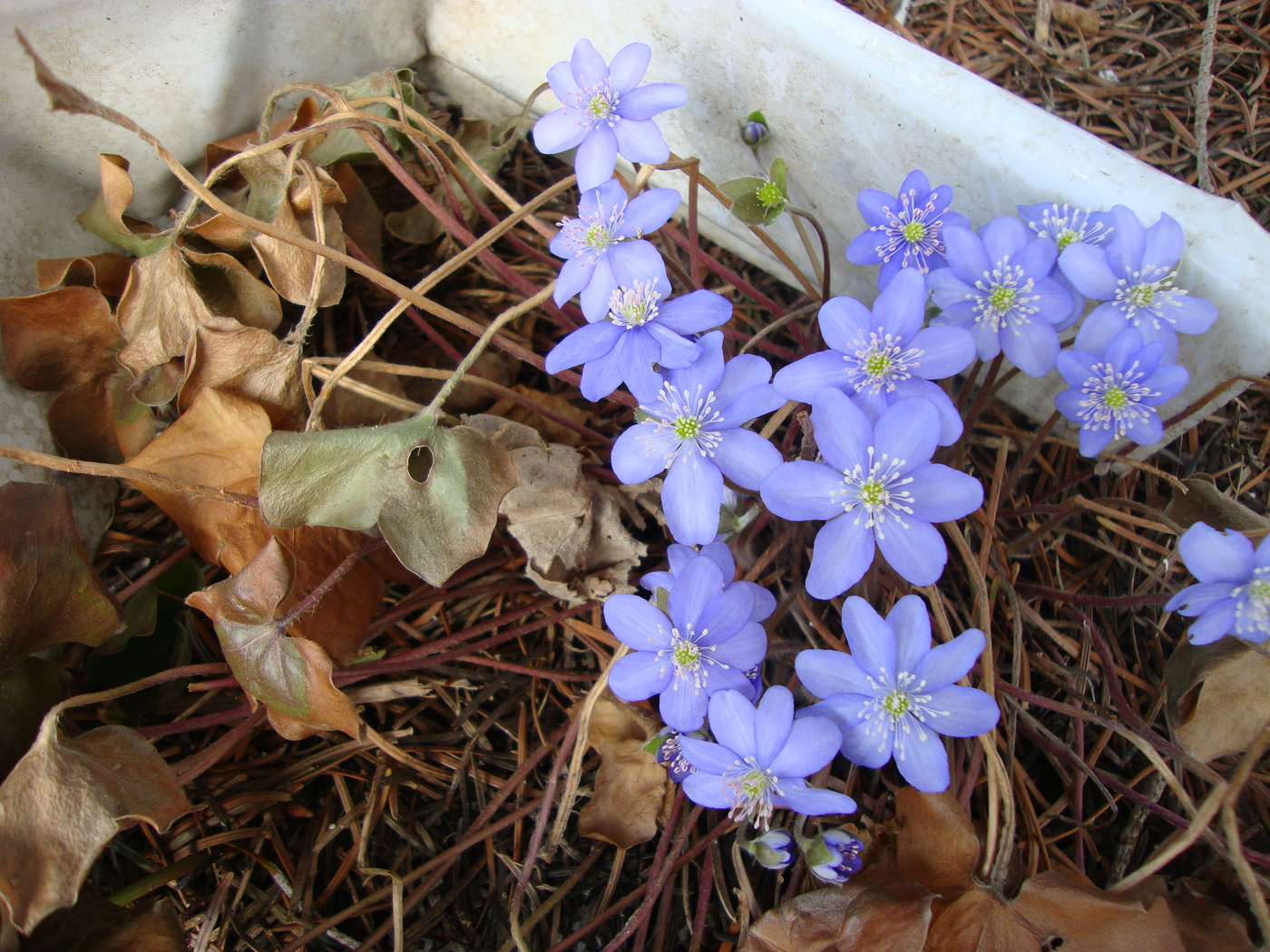 Image of Hepatica nobilis specimen.