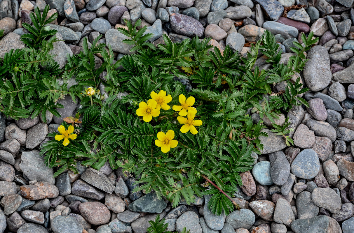 Image of Potentilla anserina specimen.