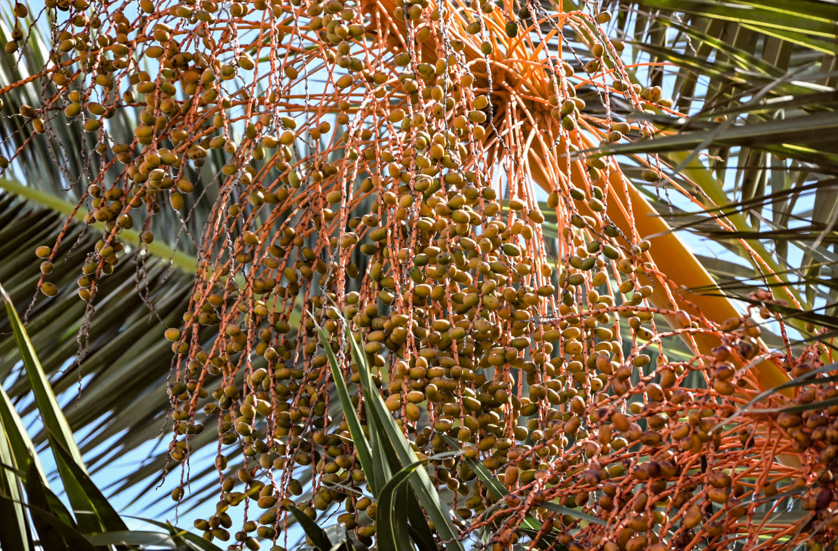 Изображение особи Phoenix canariensis.