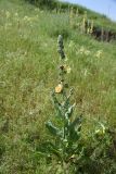 genus Verbascum. Цветущее растение. Турция, ил Карс, окр. Ани, ур. Цахкоцадзор, луг. 28 мая 2025 г.