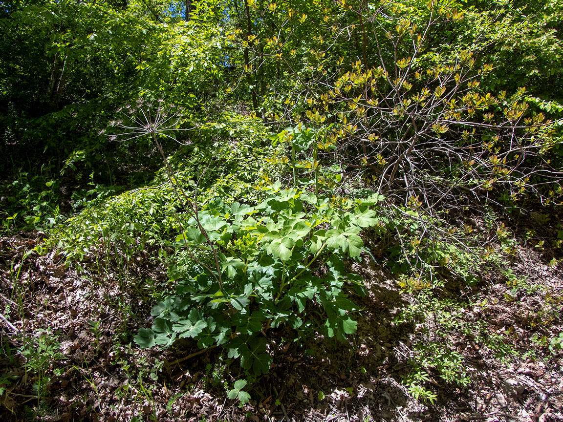 Image of Laser trilobum specimen.