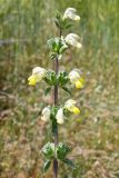 genus Phlomoides. Верхушка соцветия. Киргизия, г. Ош, Алайский хр., гора Сулейман-Тоо, выс. ≈ 1600 м н.у.м., задернованный склон с обнажениями глыбами серого кристаллического известняка. 1 мая 2025 г.