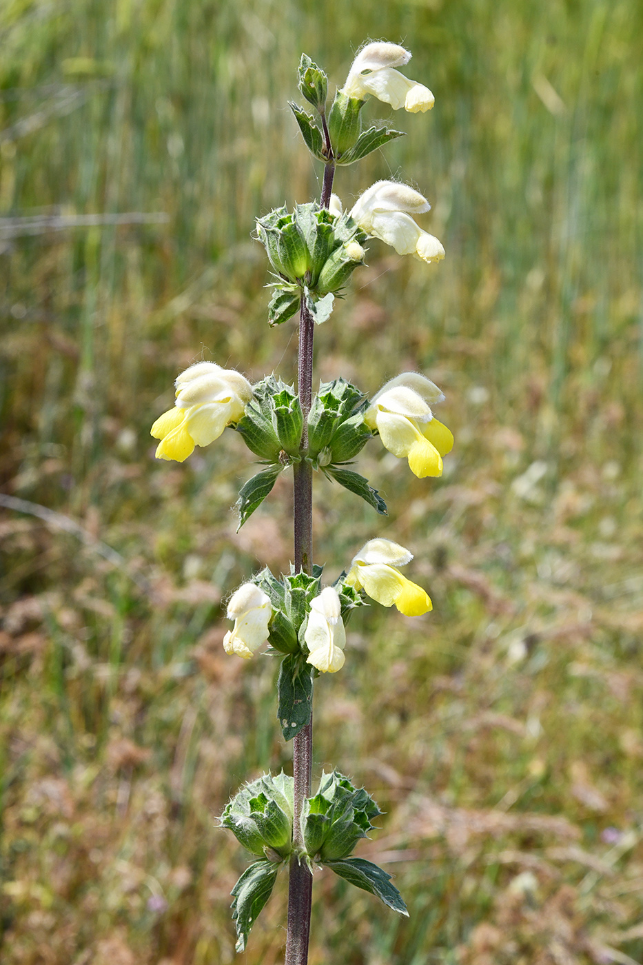 Image of Phlomoides labiosa specimen.