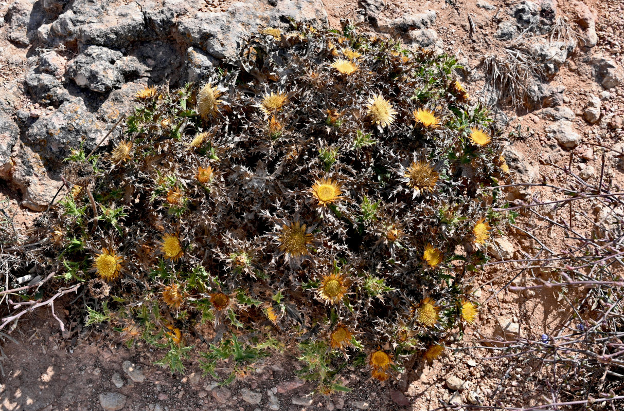 Изображение особи Carlina hispanica.