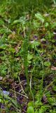 Scorzoneroides autumnalis