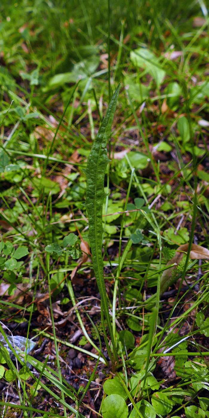 Image of Scorzoneroides autumnalis specimen.