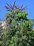 Heptapleurum actinophyllum. Верхушка плодоносящего растения. Португалия, о-в Мадейра, г. Фуншал, в культуре. 22.08.2025.
