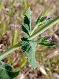 Salvia tesquicola. Средняя часть стебля с пазушными побегами. ЛНР, г. Северодонецк, сквер. 02.06.2026.