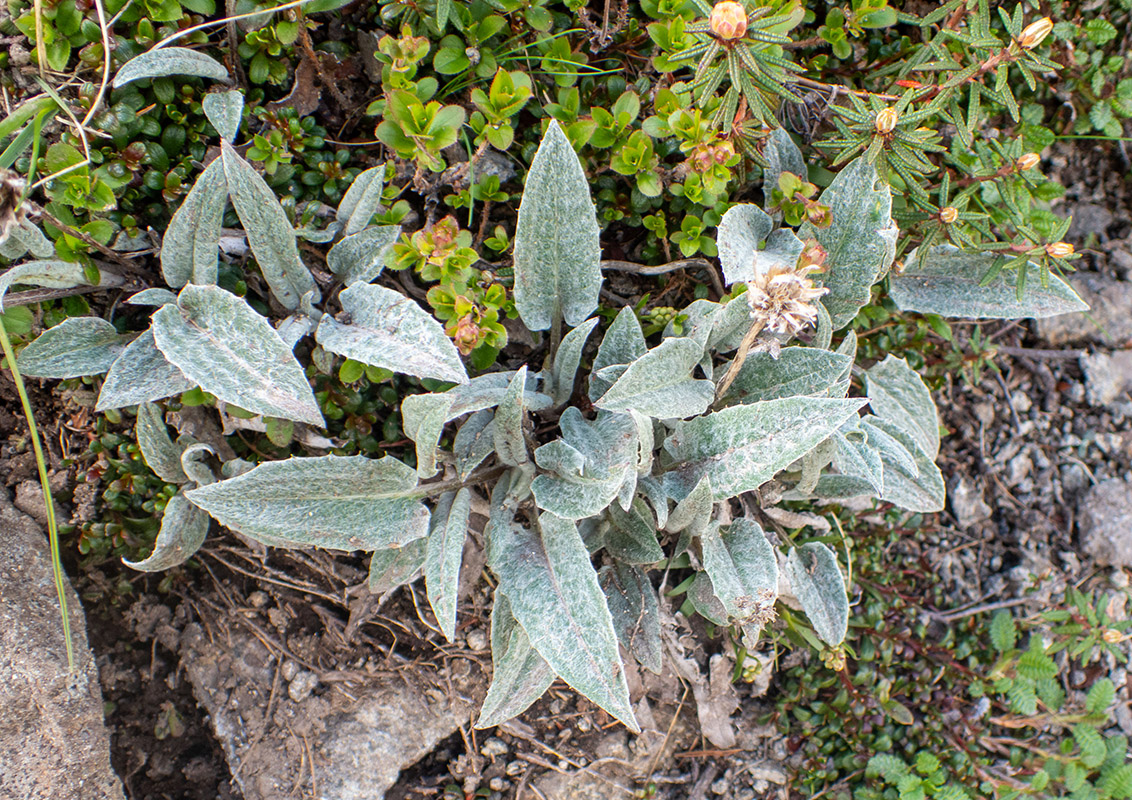 Image of Saussurea vyschinii specimen.