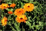 Calendula officinalis. Соцветия (махровая форма). Московская обл., Раменский р-н, окр. дер. Хрипань, садовый участок. 17.07.2026.