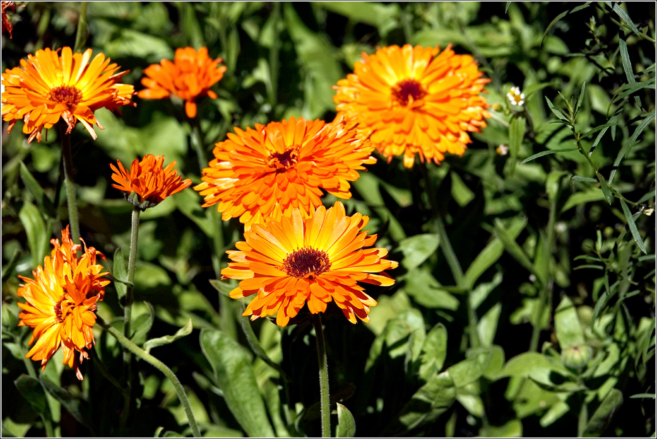 Изображение особи Calendula officinalis.