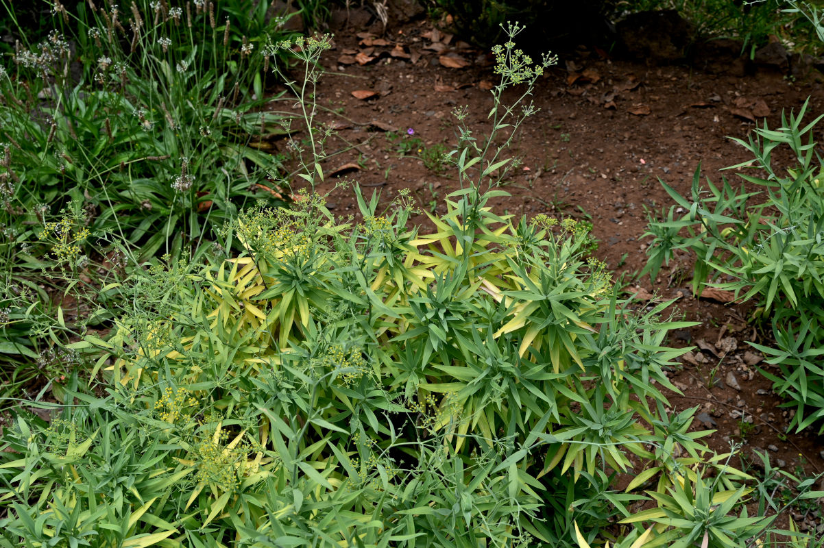 Image of genus Bupleurum specimen.