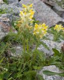 Pedicularis condensata. Цветущие растения. Кабардино-Балкария, Черекский р-н, дол. р. Туранашки, ≈ 2800 м н.у.м., моренные отложения. 28.07.2026.