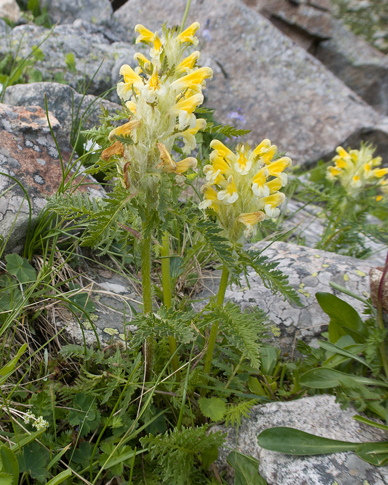 Image of Pedicularis condensata specimen.