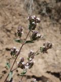 Origanum tyttanthum