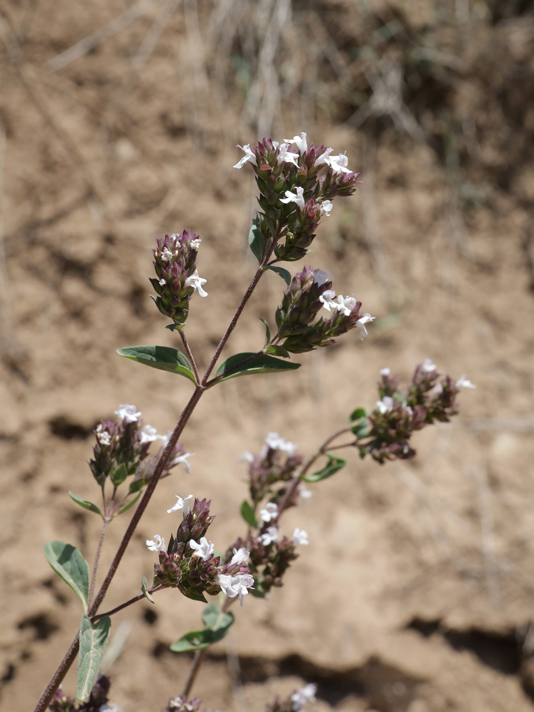 Image of Origanum tyttanthum specimen.