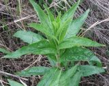 Epilobium hirsutum