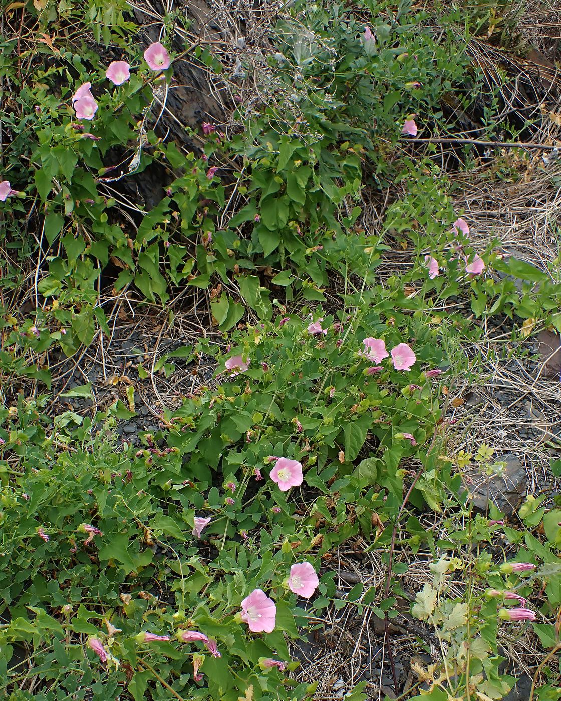 Image of Calystegia amurensis specimen.