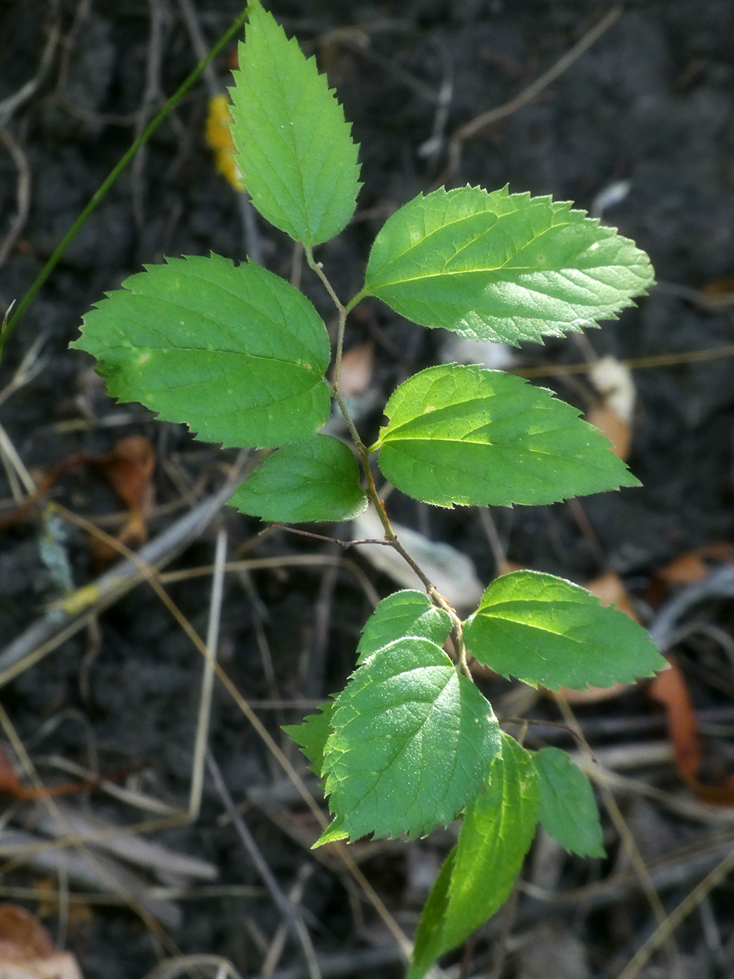 Изображение особи Ulmus pumila.