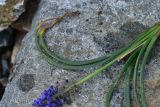genus Muscari. Листья. Турция, ил Артвин, р-н Юсуфели, левый берег р. Бархал-Чайи над порогом, выс. 1800 м н.у.м., скальная полка. 14 июня 2026 г.