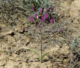 Allium iliense. Цветущее растение в песчаной пустыне. Алматинская область. 13.05.2011.