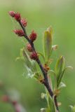 Myrica gale