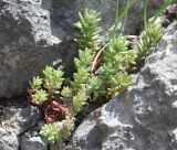 Sedum hispanicum. Растение в расщелине скалы. Крым, Южный берег, гора Караул-Оба. 06.05.2011.