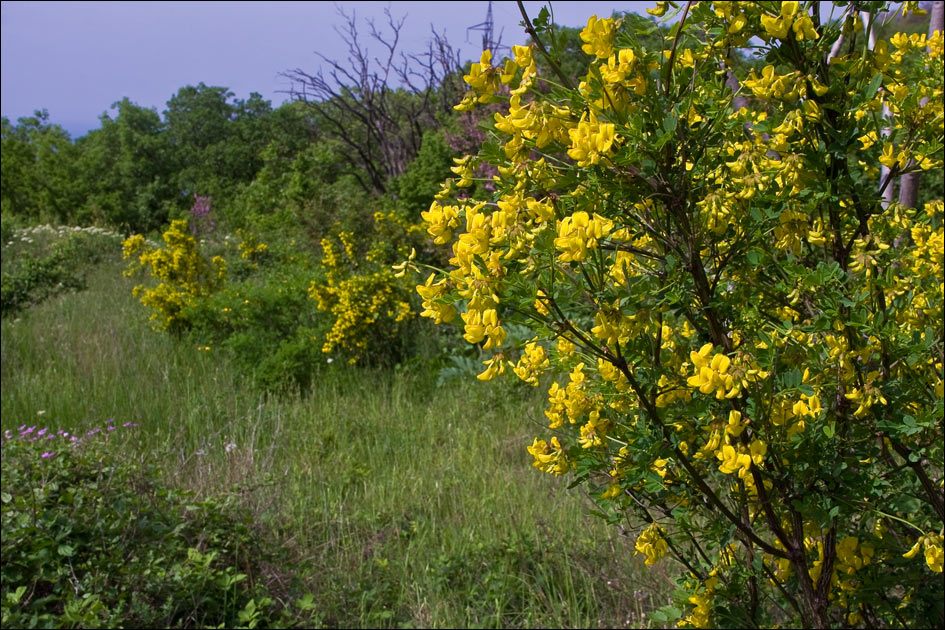 Изображение особи Hippocrepis emeroides.