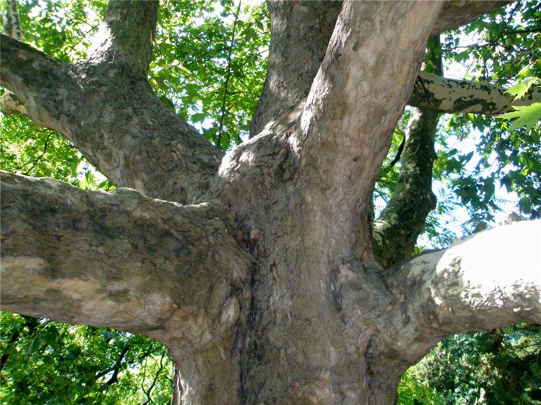 Изображение особи Platanus orientalis.