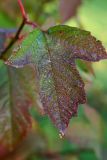 Viburnum opulus