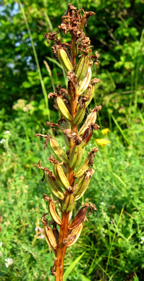 Image of Orchis purpurea specimen.