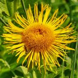 Inula grandiflora. Соцветие. Республика Карачаево-Черкесия, Домбай, верховья долины р. Алибек, 2000 м н.у.м. 09.07.2011.