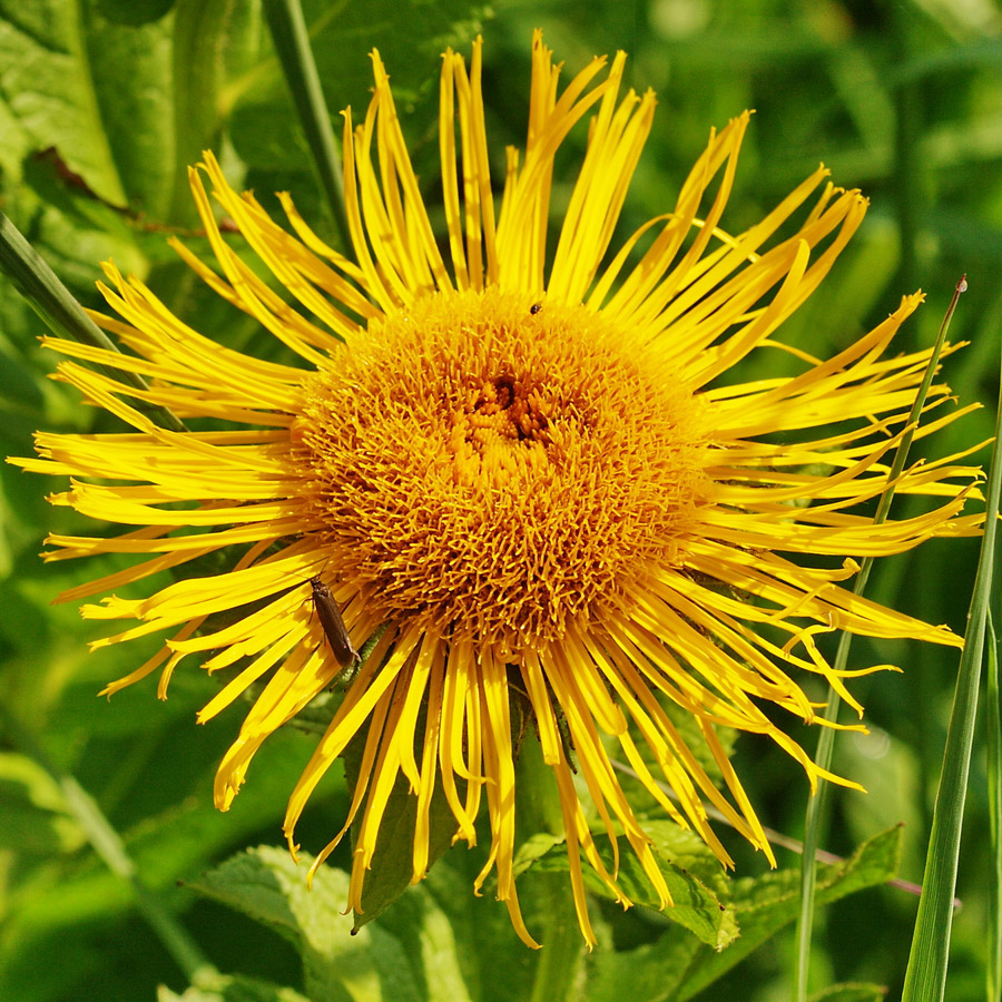 Изображение особи Inula grandiflora.