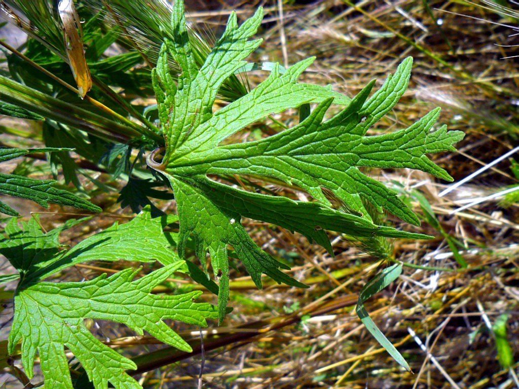 Image of Leonurus glaucescens specimen.