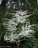 Aruncus sylvestris. Соцветие. Украина, Ивано-Франковская обл., Надворнянский р-н, природный заповедник \"Горганы\", усадьба Горганского лесничества, берег реки. 20 июня 2011 г.