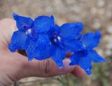 Delphinium grandiflorum