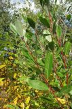 Salix &times; myrtoides